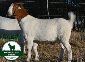 1X BOER GOAT STUD DOE Mckay Boerbok Stud 1518