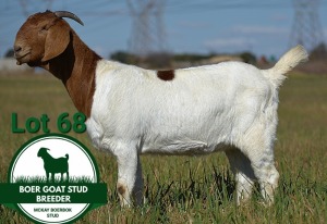 WITHDRAWN - 1X BOER GOAT DOE Mckay Boerbok Stud 1517