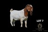 WITHDRAWN - 1X BOER GOAT BUCK Greyling Boergoat Stud