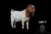 WITHDRAWN - 1X BOER GOAT BUCK Greyling Boergoat Stud