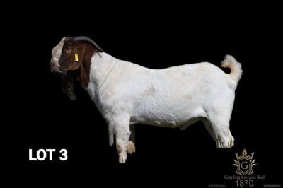 WITHDRAWN - 1X BOER GOAT BUCK Greyling Boergoat Stud