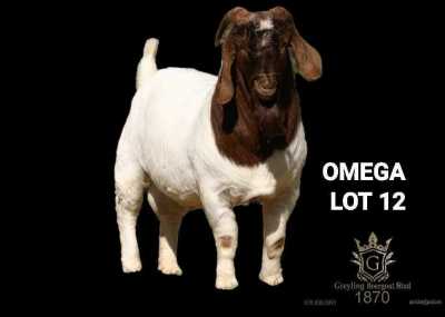 1X BOER GOAT FLOCK BUCK Greyling Boergoat Stud