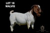 1X BOER GOAT FLOCK BUCK Greyling Boergoat Stud