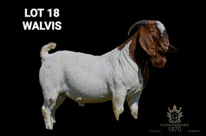 1X BOER GOAT FLOCK BUCK Greyling Boergoat Stud