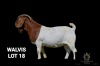 1X BOER GOAT FLOCK BUCK Greyling Boergoat Stud - 2