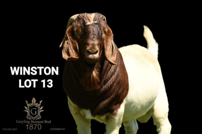 1X BOER GOAT BUCK Greyling Boergoat Stud