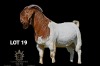 WITHDRAWN - 1X BOER GOAT BUCK Greyling Boergoat Stud