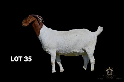 WITHDRAWN - 1X BOER GOAT Pregnant FLOCK DOE Greyling Boergoat Stud