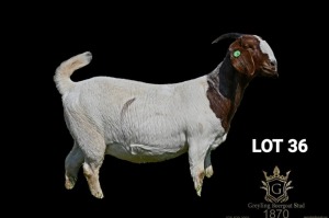 1X BOER GOAT FLOCK DOE Greyling Boergoat Stud