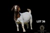 1X BOER GOAT FLOCK DOE Greyling Boergoat Stud - 2