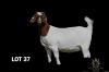 1X BOER GOAT STUD Pregnant DOE Greyling Boergoat Stud