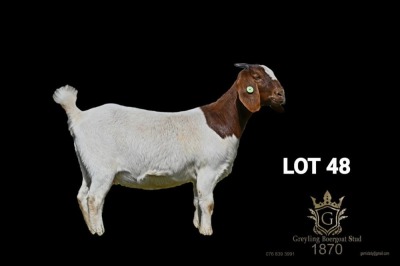 WITHDRAWN - 1X BOER GOAT DOE Greyling Boergoat Stud