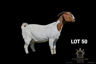 WITHDRAWN - 1X BOER GOAT STUD DOE Greyling Boergoat Stud