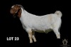 1X BOER GOAT FLOCK BUCK Greyling Boergoat Stud