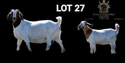 WITHDRAWN - 1+1X BOER GOAT STUD DOE Greyling Boergoat Stud