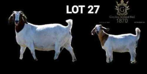 WITHDRAWN - 1+1X BOER GOAT STUD DOE Greyling Boergoat Stud