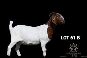 WITHDRAWN - 1X BOER GOAT FLOCK DOE Greyling Boergoat Stud