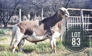 1X MEATMASTER RAM Greyling Boergoat Stud