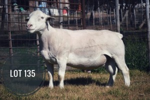 WITHDRAWN - 1X WHITE DORPER RAM Greyling Boergoat Stud