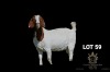 WITHDRAWN - 1X BOER GOAT FLOCK DOE Greyling Boergoat Stud