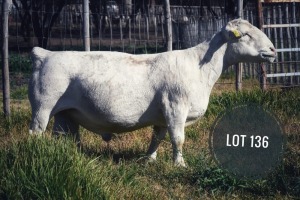 WITHDRAWN - 1X WHITE DORPER RAM Greyling Boergoat Stud