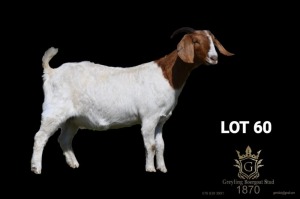 WITHDRAWN - 1X BOER GOAT FLOCK DOE Greyling Boergoat Stud