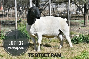 WITHDRAWN - 1X DORPER RAM Greyling Boergoat Stud