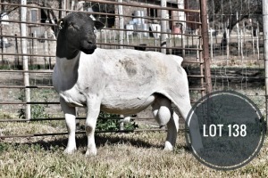 WITHDRAWN - 1X DORPER RAM Greyling Boergoat Stud