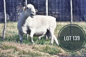 WITHDRAWN - 1X WHITE DORPER RAM Greyling Boergoat Stud