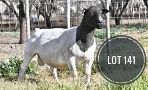 WITHDRAWN - 1X DORPER RAM Greyling Boergoat Stud