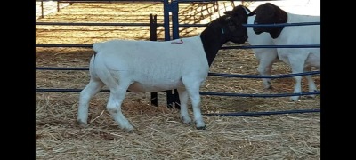 1X DORPER RAM NOOITGEDACHT DORPERSTOET - STOET/STUD