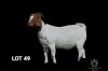 WITHDRAWN - 1X BOER GOAT DOE Greyling Boergoat Stud