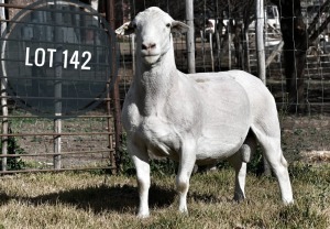 WITHDRAWN - 1X WHITE DORPER RAM Greyling Boergoat Stud