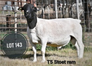 WITHDRAWN - 1X DORPER RAM Greyling Boergoat Stud