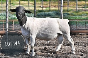 WITHDRAWN - 1X DORPER RAM Greyling Boergoat Stud