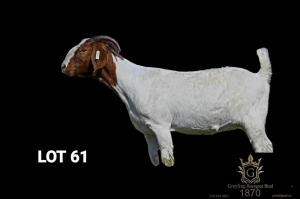 WITHDRAWN - 1X BOER GOAT STUD DOE Greyling Boergoat Stud