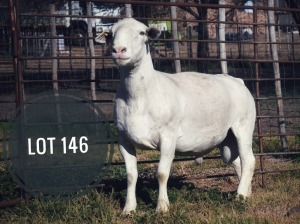 WITHDRAWN - 1X WHITE DORPER RAM Greyling Boergoat Stud