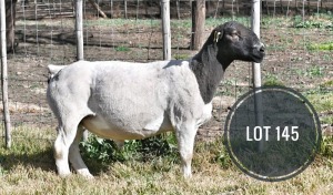 WITHDRAWN - 1X DORPER RAM Greyling Boergoat Stud