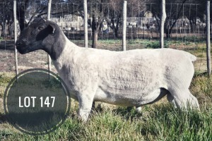 WITHDRAWN - 1X DORPER RAM Greyling Boergoat Stud