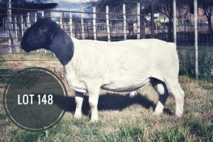 WITHDRAWN - 1X DORPER RAM Greyling Boergoat Stud