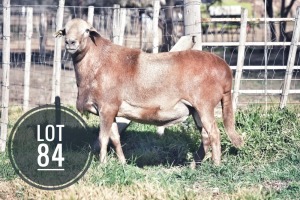 1X MEATMASTER RAM Greyling Boergoat Stud