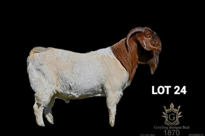 WITHDRAWN - 1X BOER GOAT BUCK Greyling Boergoat Stud