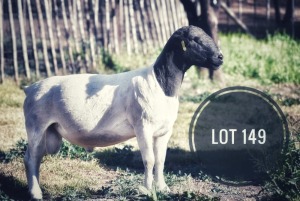 WITHDRAWN - 1X DORPER RAM Greyling Boergoat Stud