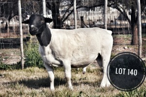 WITHDRAWN - 1X DORPER RAM Greyling Boergoat Stud