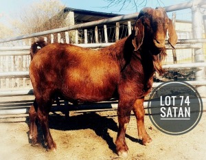 1X KALAHARI RED FLOCK BUCK Greyling Boergoat Stud