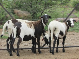 LOT 128 3X MEATMASTER OOIE/EWE MORENA MEATMASTERS(PER STUK OM LOT TE NEEM/PER PIECE TO TAKE THE LOT)