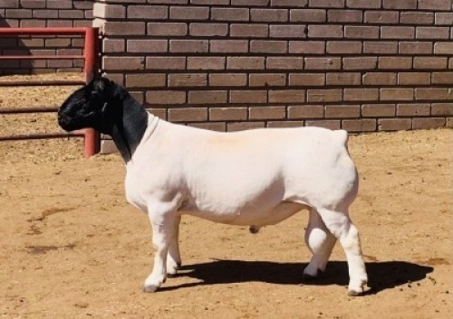 LOT 3 1 X DORPER RAM KOWIE DE WITT DORPERS STOET