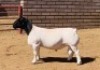 LOT 3 1 X DORPER RAM KOWIE DE WITT DORPERS STOET