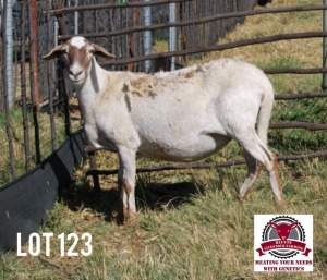 1X GEKEUR MEATMASTER EWE KLUYTS LIVESTOCK FARMING (PTY) LTD. / HENNIE KLUYTS