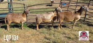 3X GEKEUR MEATMASTER EWE KLUYTS LIVESTOCK FARMING (PTY) LTD. / HENNIE KLUYTS (Pay per Animal)